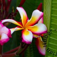 IMG_3897_2
